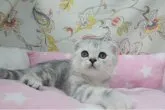 スコティッシュフォールド(折れ耳)【愛知県・女の子・2023年4月18日・シルバーパッチドタビー】の写真2「7/14撮影」