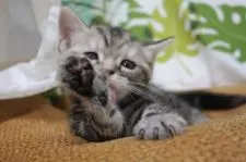 アメリカンショートヘア【愛知県・女の子・2020年4月22日・シルバーパッチドタビー】の写真2「5/30撮影」