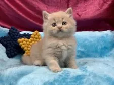 スコティッシュフォールド(立ち耳)【愛知県・男の子・2021年9月23日・クリームタビー】の写真3「11月1日撮影」