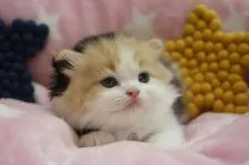 スコティッシュフォールド(折れ耳)【愛知県・女の子・2021年8月4日・ブラウンパッチドタビー&ホワイト】の写真3「9/14撮影」