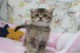 スコティッシュフォールド(折れ耳)【愛知県・男の子・2023年5月21日・ブラウンチィックドタビー】の写真4「7/6撮影」