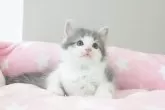 ノルウェージャンフォレストキャット【愛知県・女の子・2024年7月28日・ブルータビー&ホワイト】の写真4
