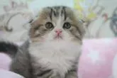 スコティッシュフォールド(折れ耳)【愛知県・女の子・2022年8月30日・ブラウンタビー &ホワイト】の写真4「10/10　撮影」