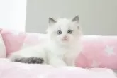 ラグドール【愛知県・女の子・2024年10月21日・シールポイントバイカラー】の写真4