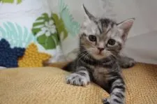 アメリカンショートヘア【愛知県・女の子・2020年4月22日・シルバーパッチドタビー】の写真4「5/25撮影」