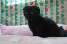 スコティッシュフォールド(折れ耳)【愛知県・女の子・2022年3月27日・ブラック】の写真4「5/09　撮影」