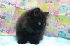 スコティッシュフォールド(立ち耳)【愛知県・男の子・2020年8月5日・ブラック】の写真5「10/11撮影」