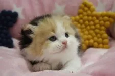 スコティッシュフォールド(折れ耳)【愛知県・女の子・2021年8月4日・ブラウンパッチドタビー&ホワイト】の写真5「9/14撮影」