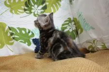 アメリカンショートヘア【愛知県・女の子・2020年4月22日・シルバーパッチドタビー】の写真5「5/30撮影」