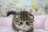 スコティッシュフォールド(折れ耳)【愛知県・女の子・2022年8月30日・ブラウンタビー &ホワイト】の写真5「10/10　撮影」