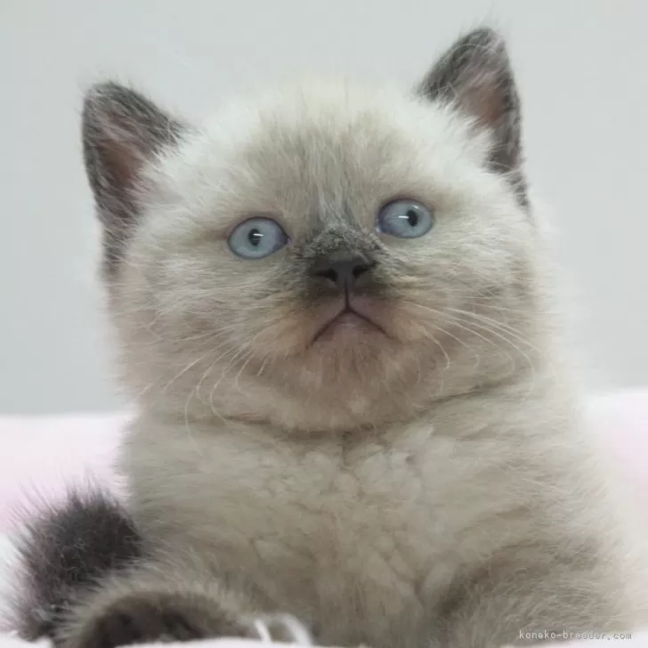 M.H 様のお迎えした子猫