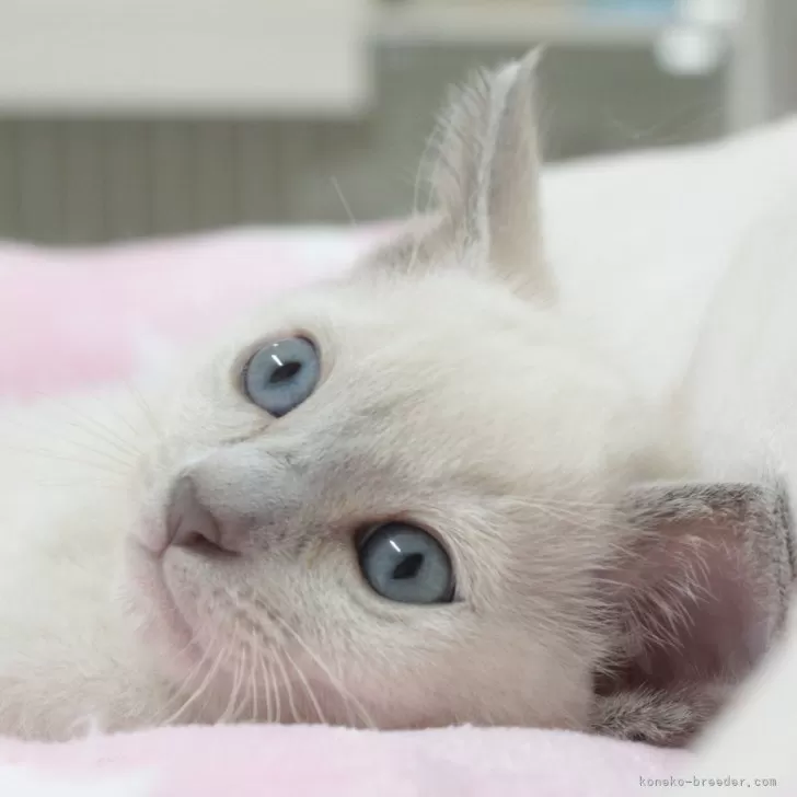 ID:2506-01560の子猫