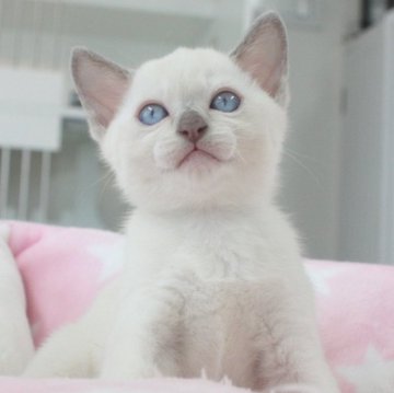 トンキニーズ【愛知県・男の子・2025年5月21日・プラチナポイント（ショートヘア）】の写真「✨綺麗なプラチナポイントの男の子✨」
