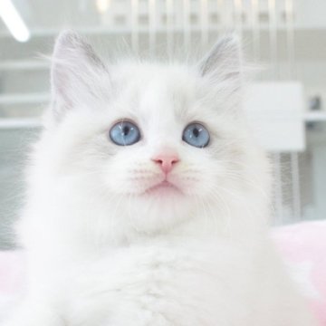 ラグドール【愛知県・男の子・2025年4月8日・ブルーポイントバイカラー（ロングヘア）】の写真「✨ふわもこで綺麗なバイカラー✨天使🪽」