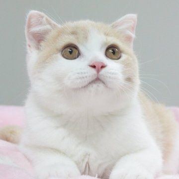 スコティッシュフォールド【愛知県・男の子・2025年3月26日・クリームタビー&ホワイト（ショートヘア）】の写真「✨丸いお顔と丸い目が可愛い✨性格も◎」