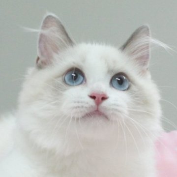 ラグドール【愛知県・男の子・2025年4月8日・ブルーポイントバイカラー（ロングヘア）】の写真「✨わんぱくで笑顔をくれる可愛い男の子」