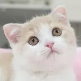 スコティッシュフォールド(折れ耳)
