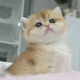 ブリティッシュショートヘア