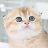 スコティッシュフォールド(折れ耳)