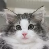ノルウェージャンフォレストキャット