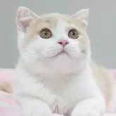 スコティッシュフォールド(折れ耳)