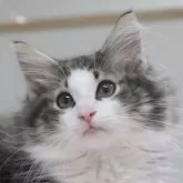 ノルウェージャンフォレストキャット