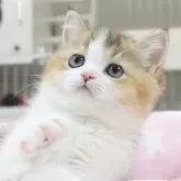 スコティッシュフォールド(立ち耳)