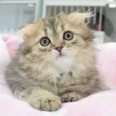 スコティッシュフォールド(折れ耳)