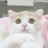 スコティッシュフォールド(折れ耳)