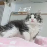 ノルウェージャンフォレストキャット【愛知県・男の子・2025年4月22日・ブラウンマッカレルタビー&ホワイト】の写真3