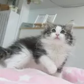 ノルウェージャンフォレストキャット【愛知県・男の子・2025年4月22日・ブラウンマッカレルタビー&ホワイト】の写真4