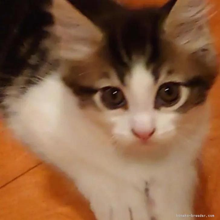 ID：2210-03125の子猫