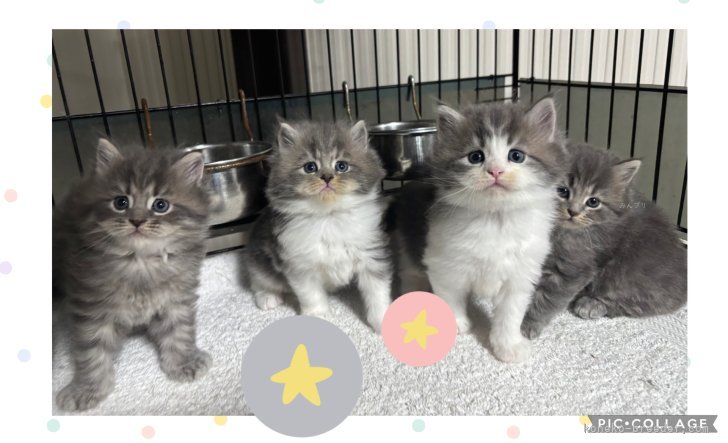 斉木裕ブリーダーのブログ：【サイベリアン】ライムベビー♡