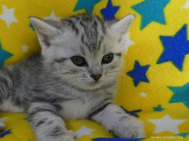 にゃんこ 様のお迎えした子猫