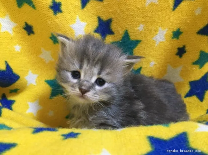 ID:2012-01760の子猫