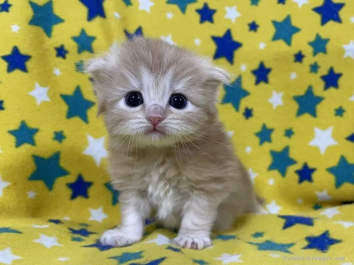 ID:2202-01484の子猫