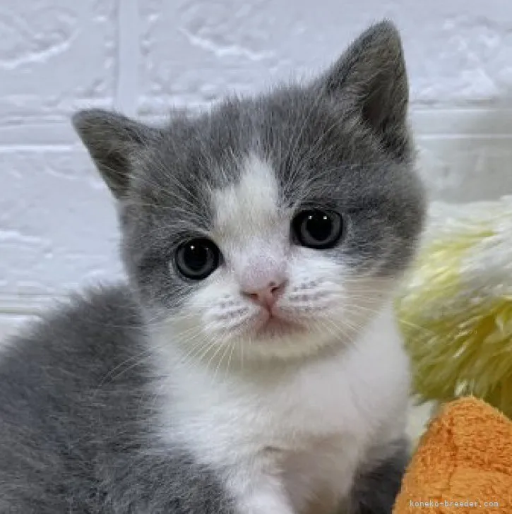 ID：2311-00436の子猫