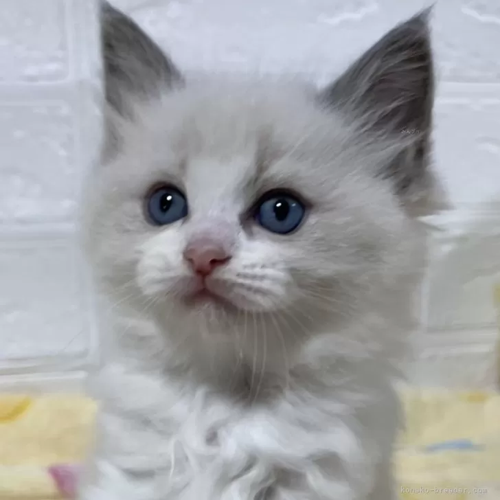 ID:2410-01316の子猫