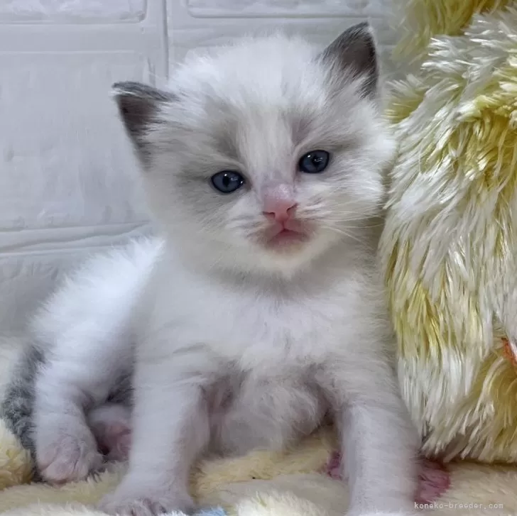 a 様のお迎えした子猫
