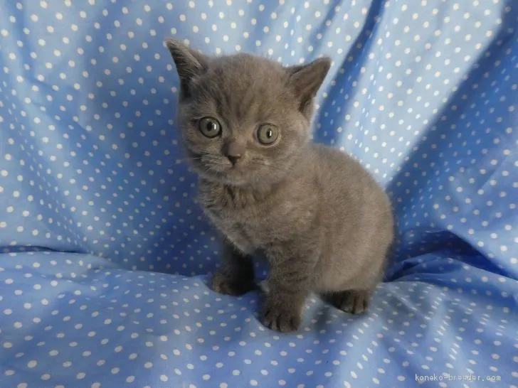 ID：1905-02067の子猫