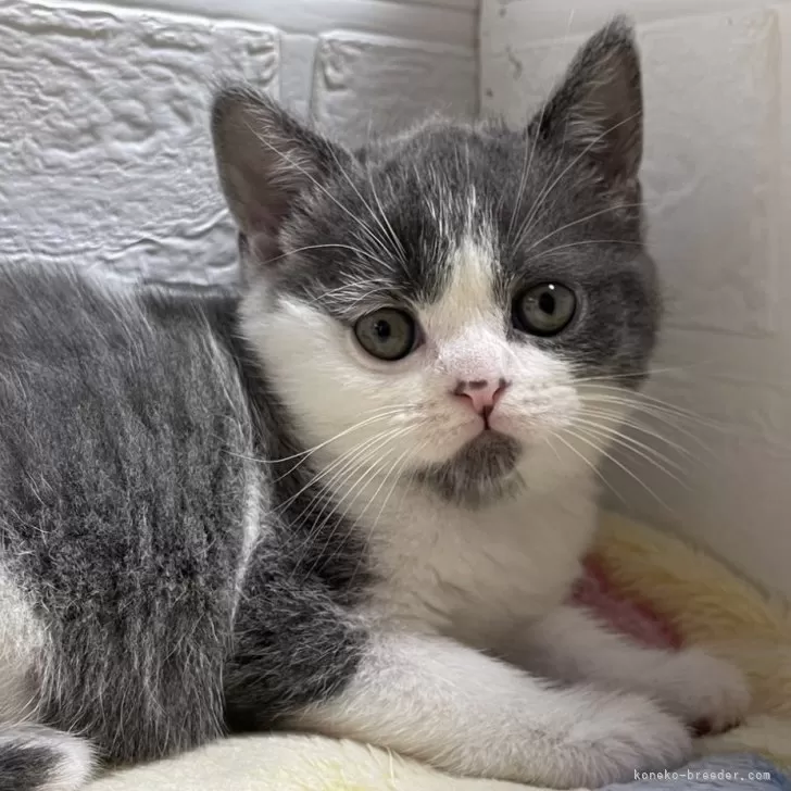 ID：2409-00482の子猫