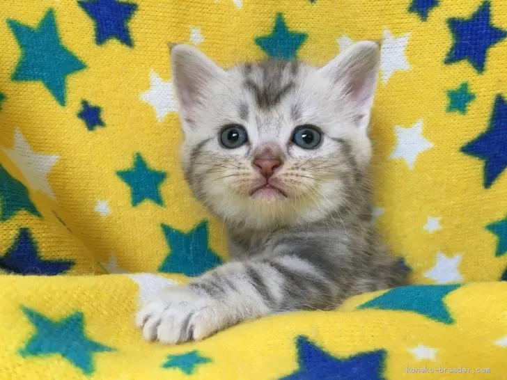 ほそずんこ 様のお迎えした子猫