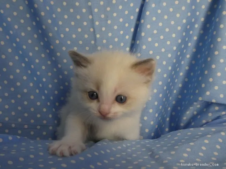ベルパパ 様のお迎えした子猫