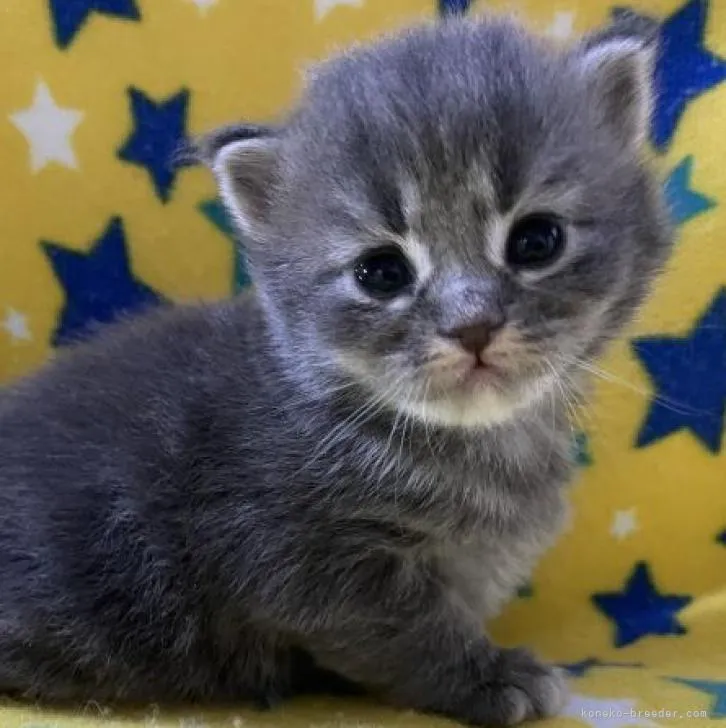 ID:2209-01773の子猫
