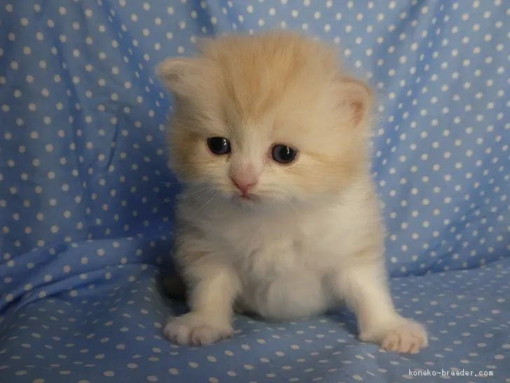 メリコ 様のお迎えした子猫