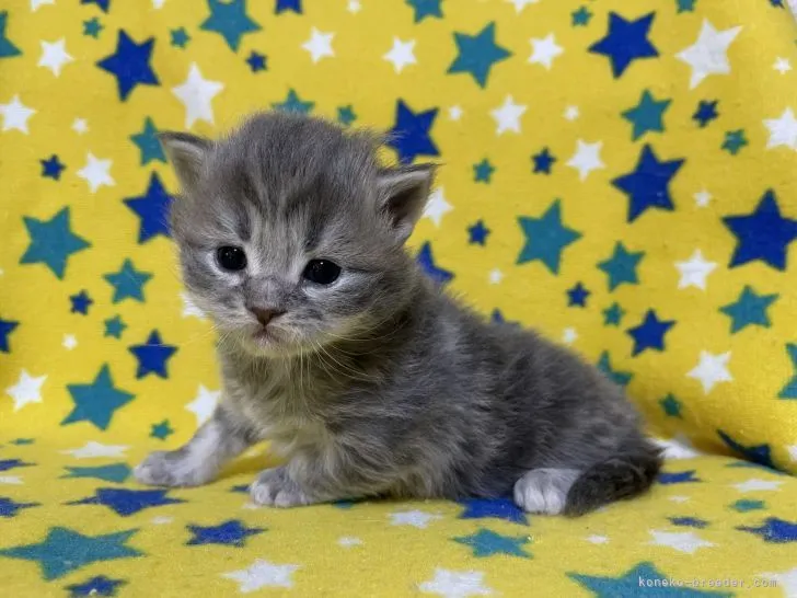 ID：2201-00451の子猫