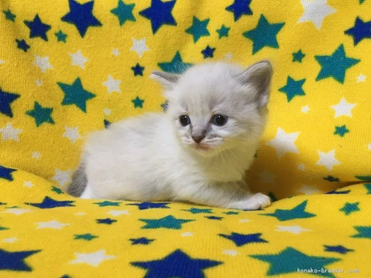 ID:2012-00455の子猫