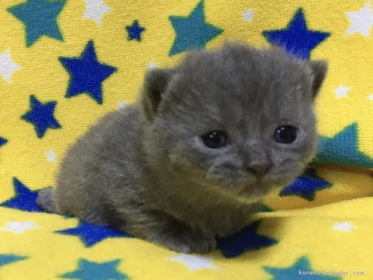 ID:2103-01734の子猫