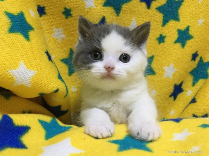 ID:2004-02263の子猫