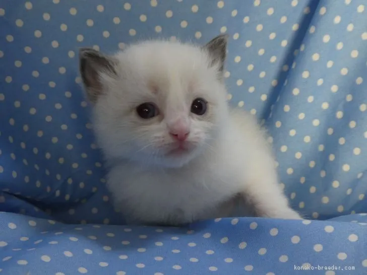 まゆりか 様のお迎えした子猫